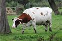 Veranstaltungsbild Tiere auf dem Bauernhof